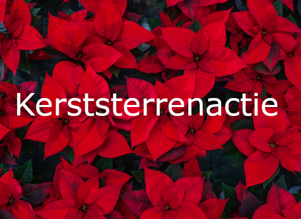 Rode kerststerren met tekst "kerststerrenactie"